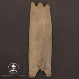 Small Philippines Turtle wood shield, late 20th century