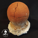 Dinosaur Egg Sea Salt - Asin Tibuok