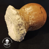 Dinosaur Egg Sea Salt - Asin Tibuok