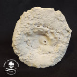 Dinosaur Egg Sea Salt - Asin Tibuok