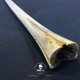 Sailfish Bill